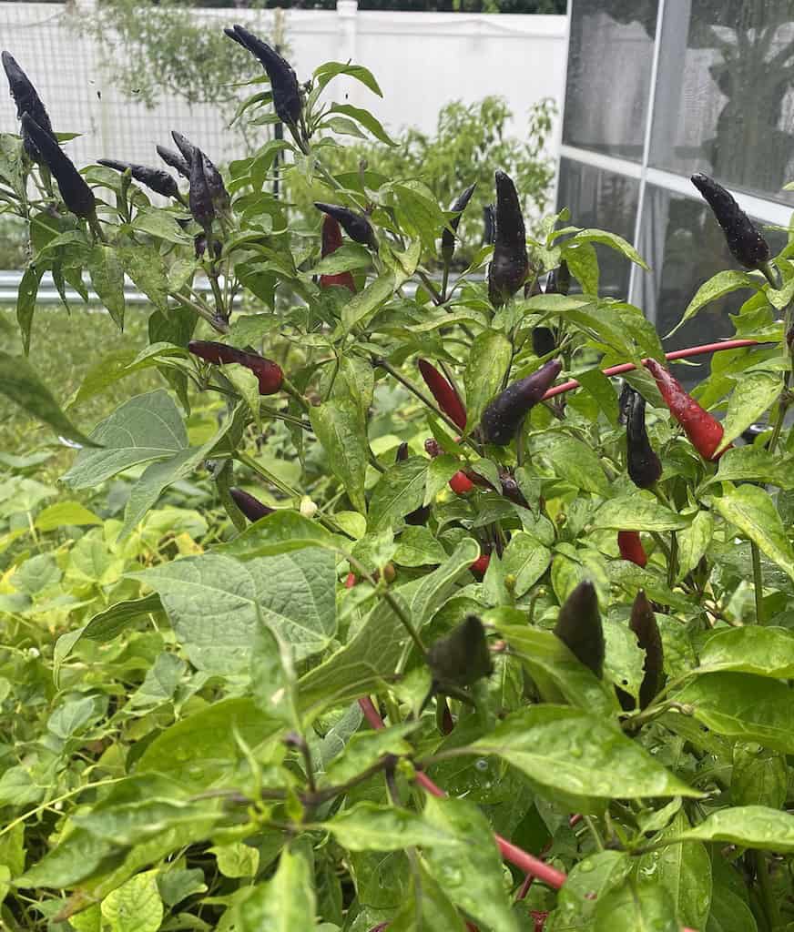 Purple cayenne pepper plant